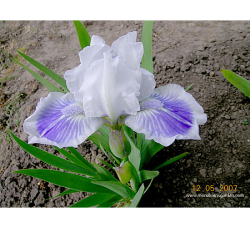 Ірис карликовий Біг блю айз (I. pumila Big Blue EYES )